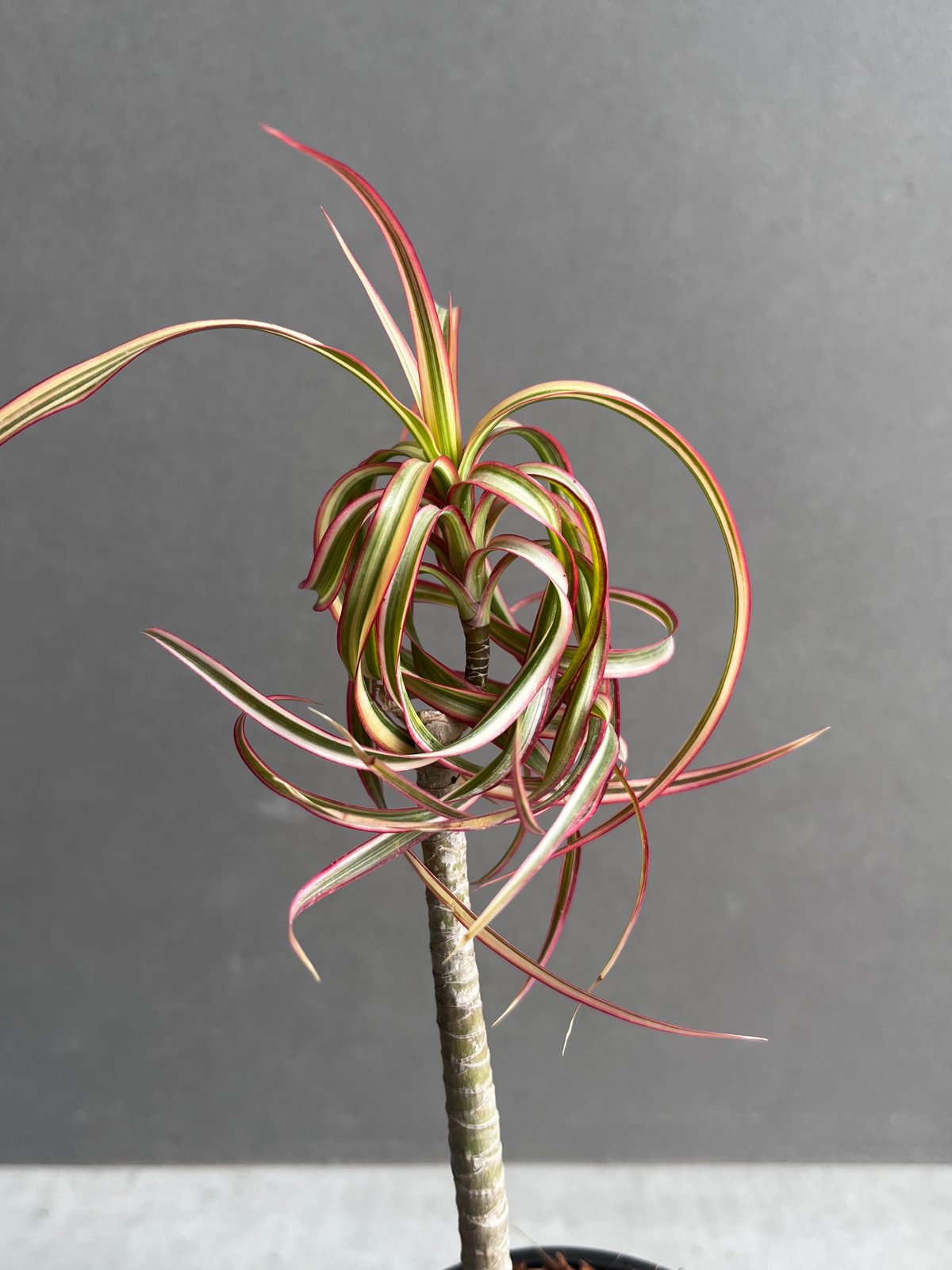 ドラセナ キュンティ 「Dracaena concinne Kuhnty 」35A | SHO