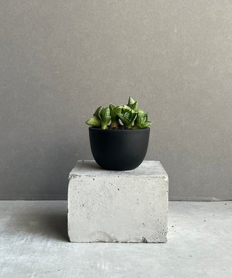 CATEGORY サンセベリア | SHOUCHIKUEN