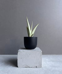 サンセベリア ベンジャロン「Sansevieria Benjarong」44T | SHOUC