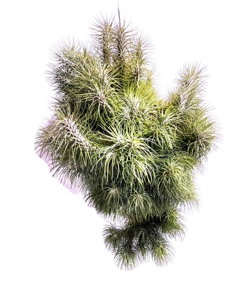 ティランジア フンキアナ レクルビフォリア 「Tillandsia funckiana var