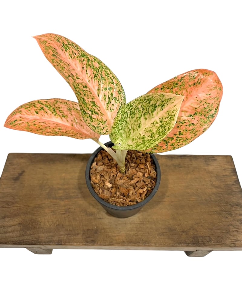 アグラオネマ スターダスト オレンジ「Aglaonema Stardust Orange」52