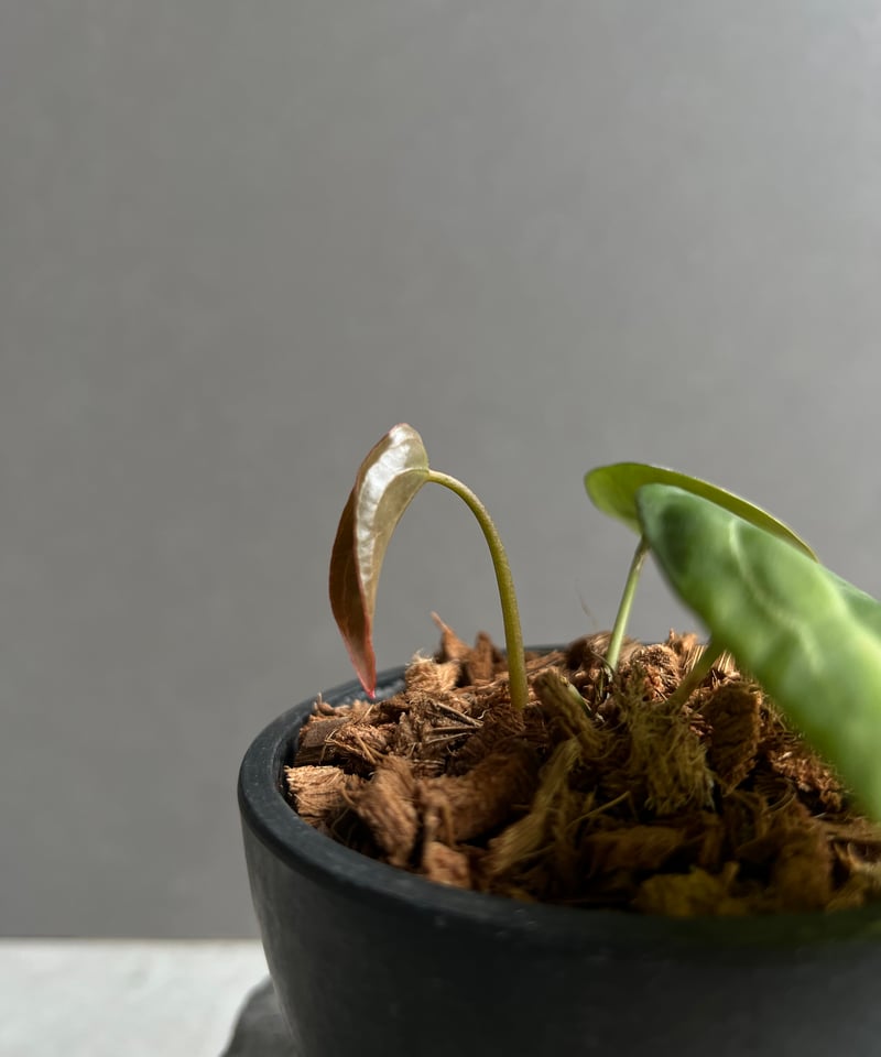 その他 1980s Taro & Anthurium Tropical Carving AnthuriumGrower_sChoice_49x29_