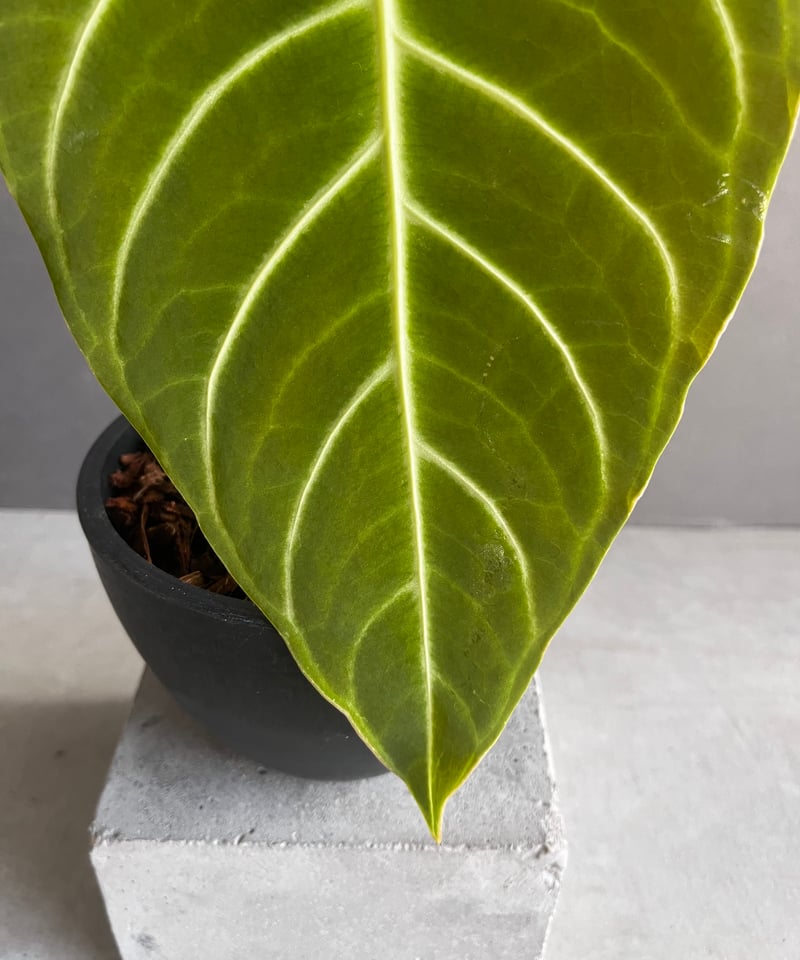 Anthurium regale aff アンスリウムレガレアフ Secret Bazaar | _ 『 アンスリウム・レガレ 』 Anthurium