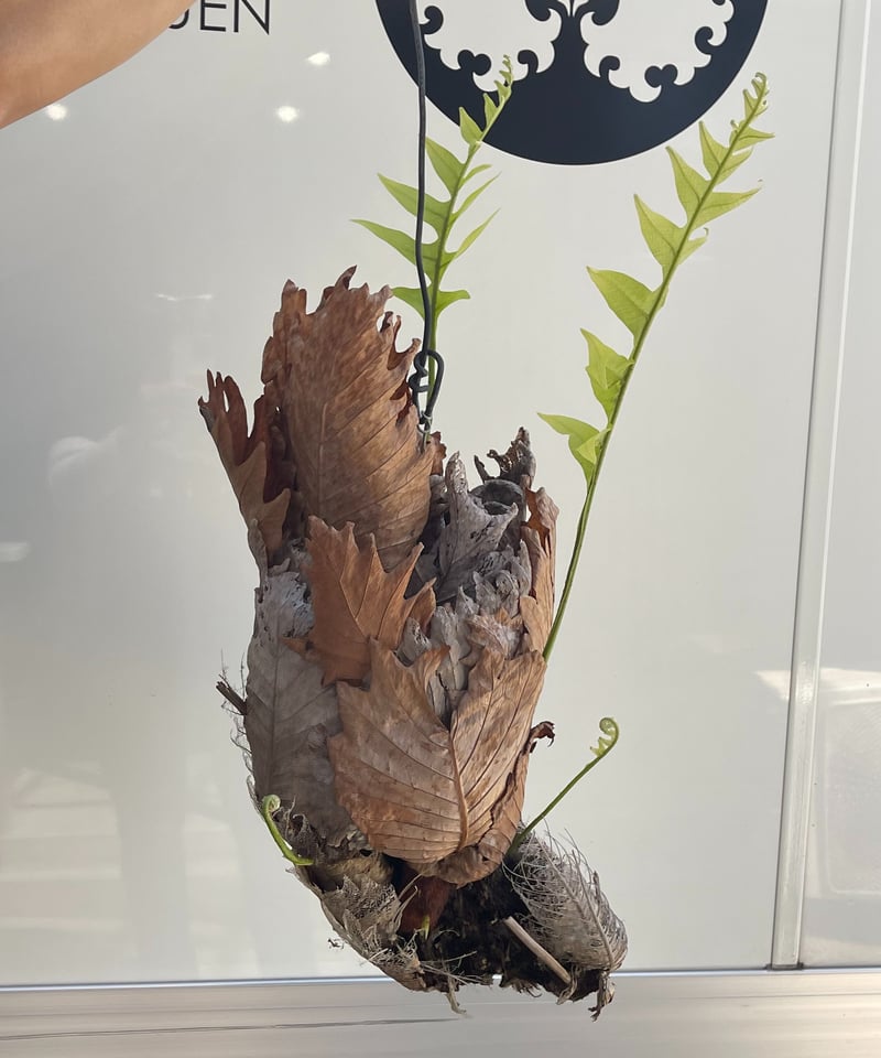 ドリナリア クエルシフォリア「Drynaria quercifolia」5/2 | SHOUC