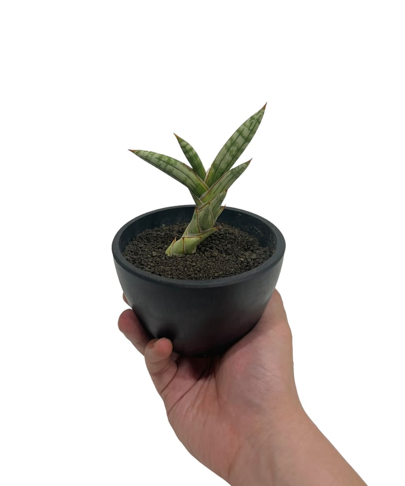 EMP サンセベリア Lav.1970 platinam / SA425 サンセベリア lav.1970 白斑入 「Sansevieria lav. 1970 Whit