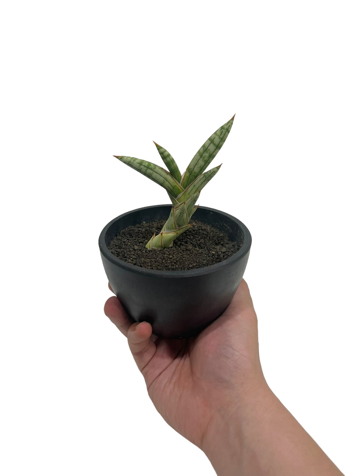 サンセベリア lav.1970 白斑入 「Sansevieria lav. 1970 Whit