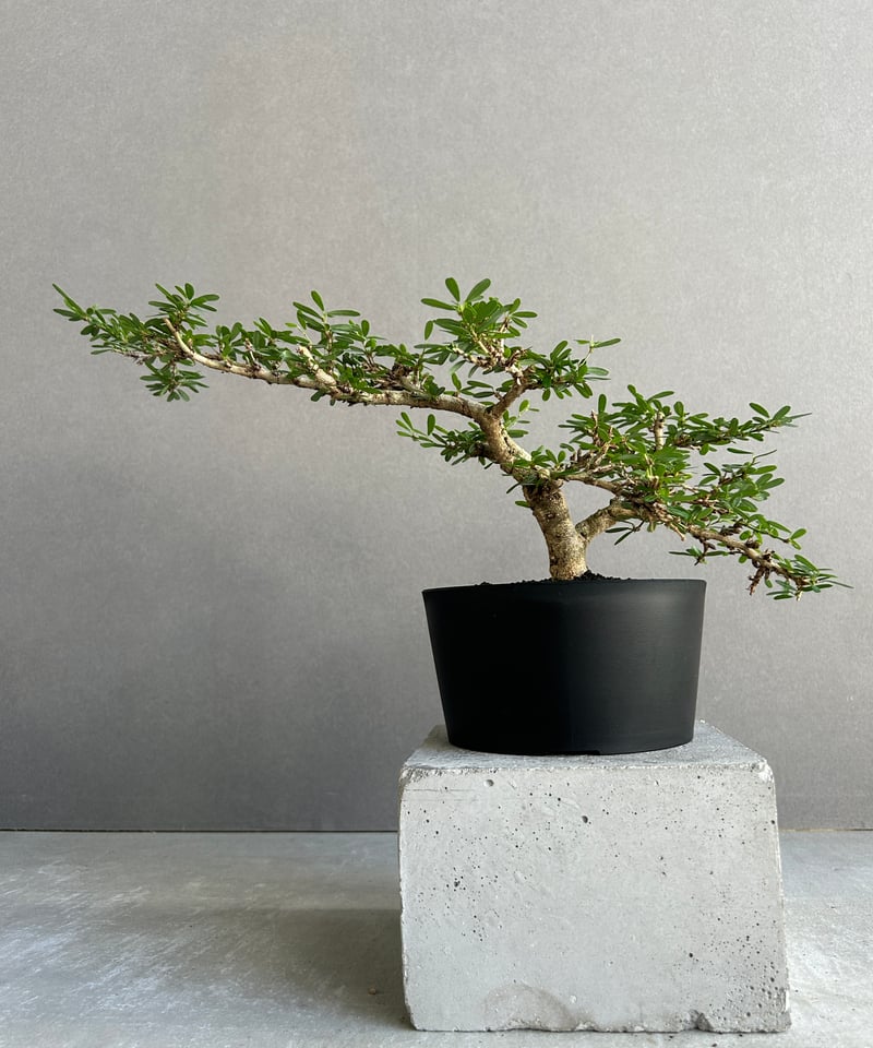 もつなべ 盆栽鉢 大型 斎田三峰 おまとめ Yahoo!オークション -「三峰