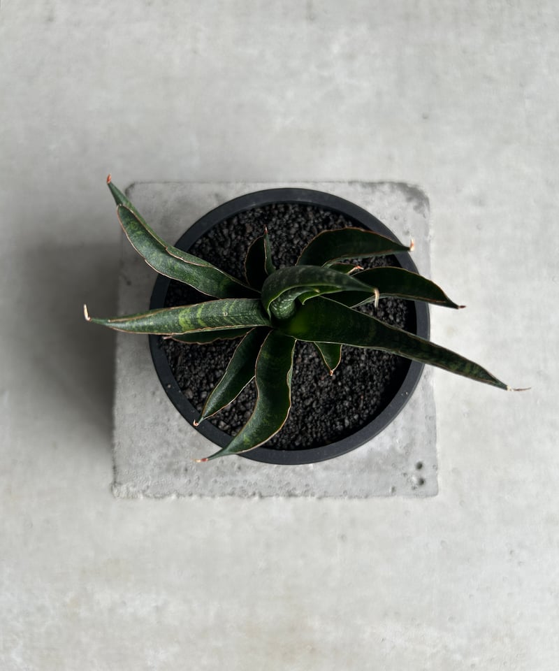 EMP サンスベリア カミナリ / 最後はイメージ SA393 EMP サンスベリア カミナリ / 最後はイメージ SA393 EMP