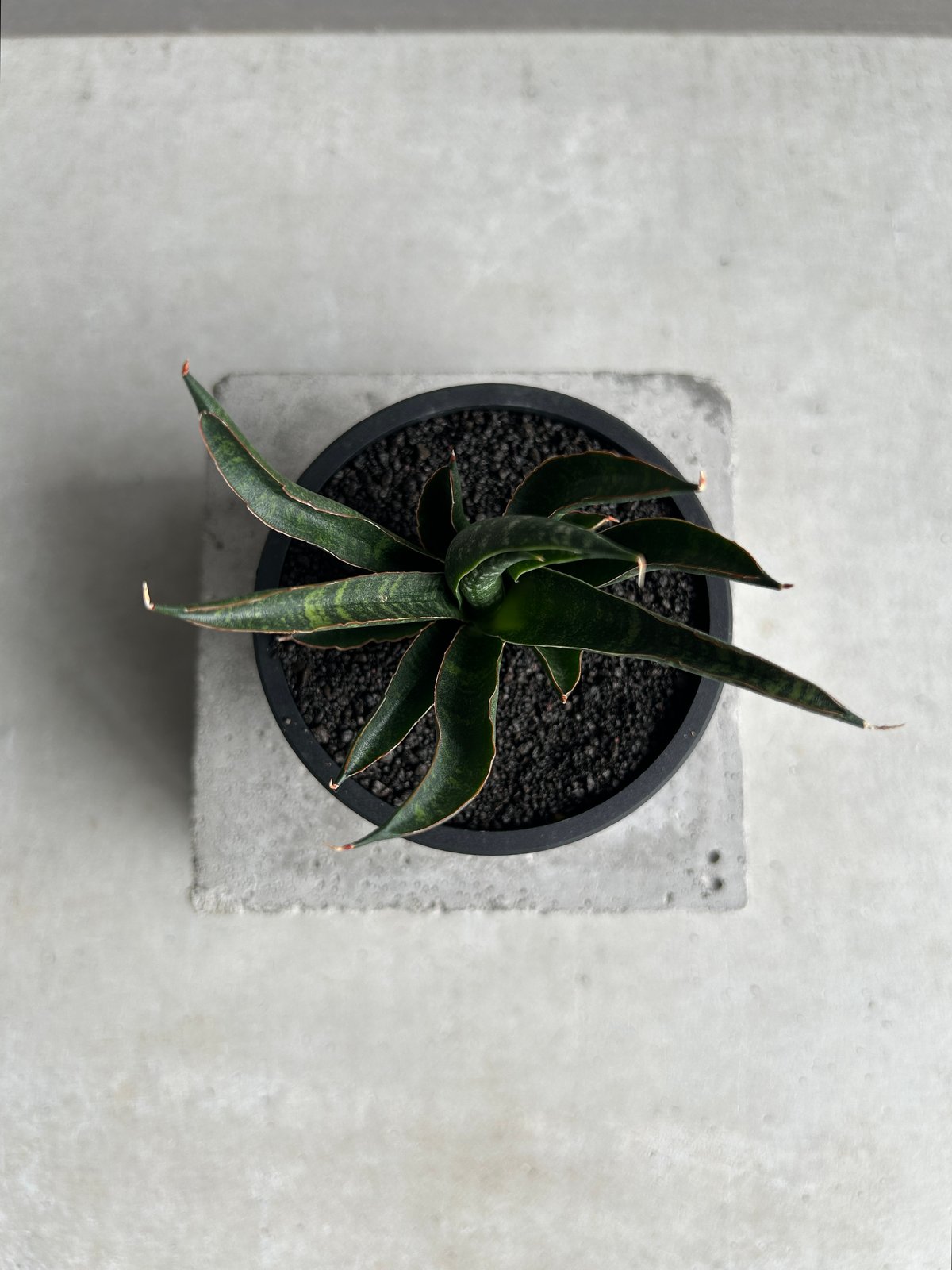 EMP サンセベリア KAMINARI カミナリ / SA293 サンセベリア カミナリ 「Sansevieria KAMINARI “雷”」62I | SHO