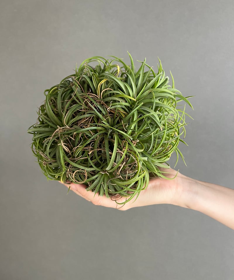 Tillandsia Ionantha  Ball 速達発送 Tillandsia Ionantha Monkey Tail 速達発送 - メルカリ