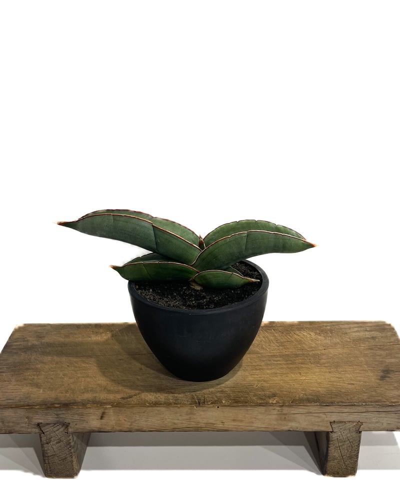 サンセベリア エーレンベルギー バナナ 「Sansevieria サンセベリア エーレンベルギー バナナ 「Sansevieria