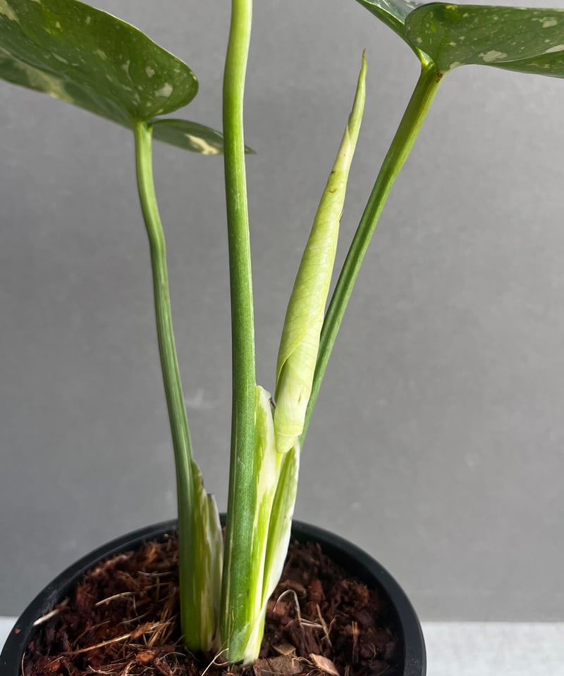 モンステラ デリシオーサ カップケーキ 「Monstera deliciosa モンステラ デリシオーサ カップケーキ 「Monstera deliciosa