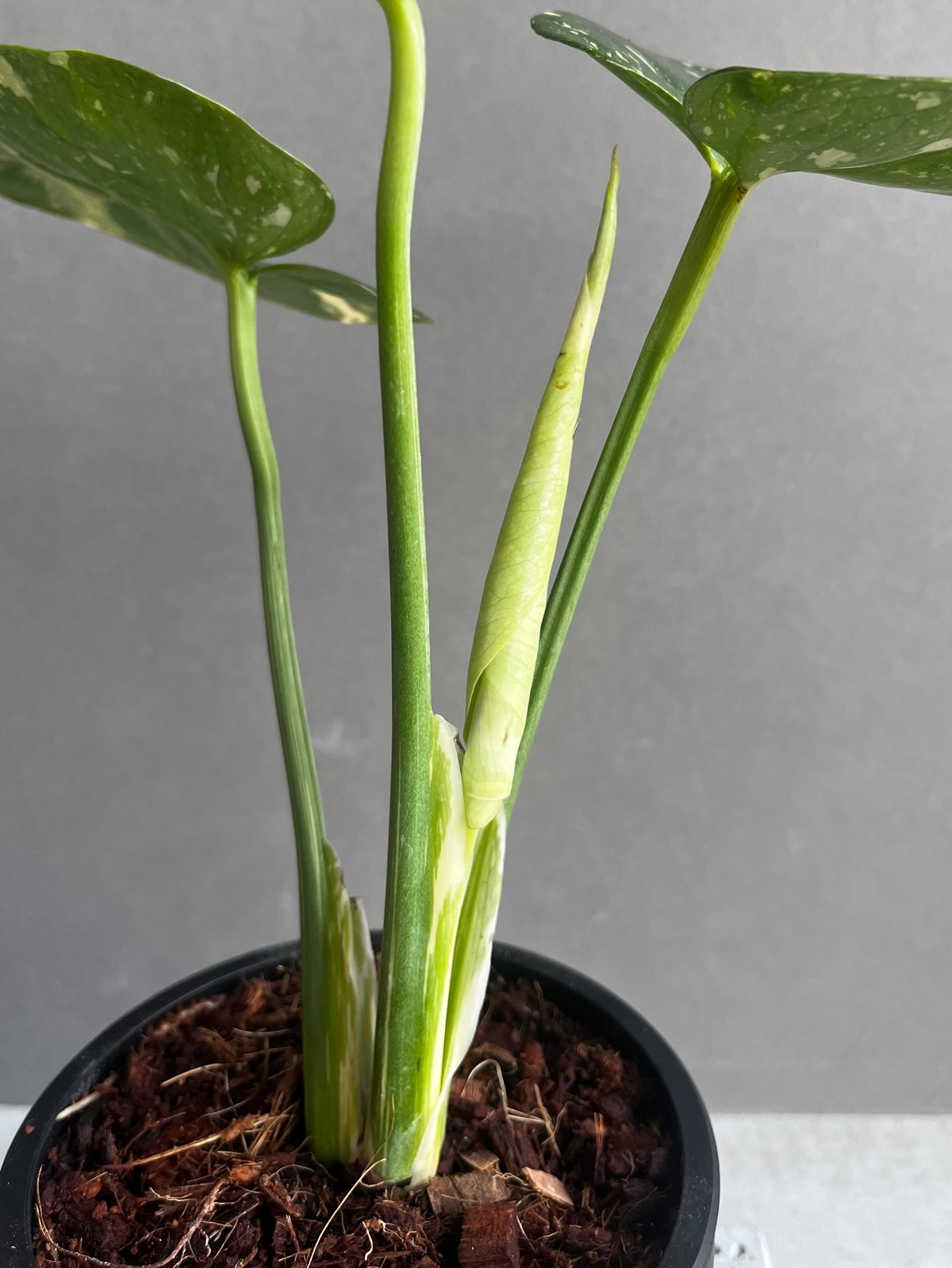 モンステラ デリシオーサ カップケーキ 「Monstera deliciosa モンステラ デリシオーサ カップケーキ 「Monstera deliciosa