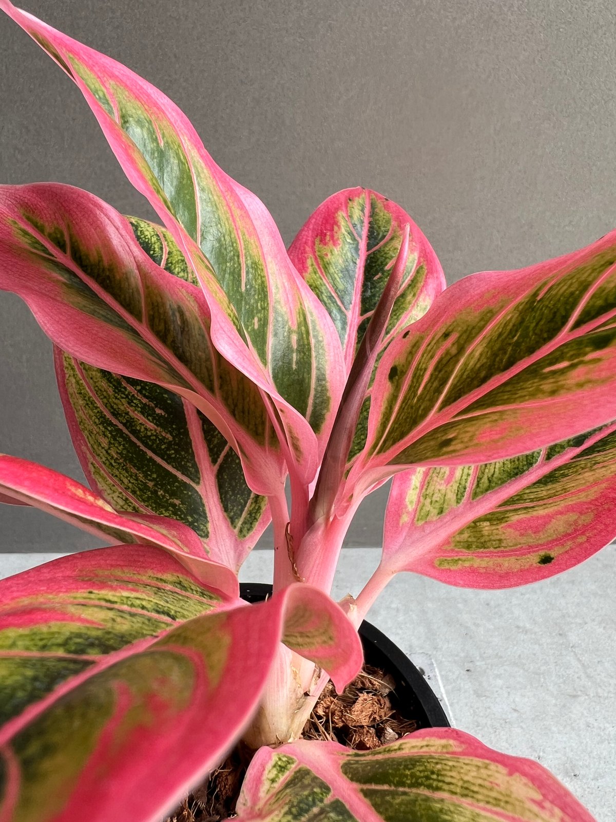 アグラオネマ ロータス デライト 「Aglaonema Lotus Delight アグラオネマ ロータス デライト 「Aglaonema Lotus Delight