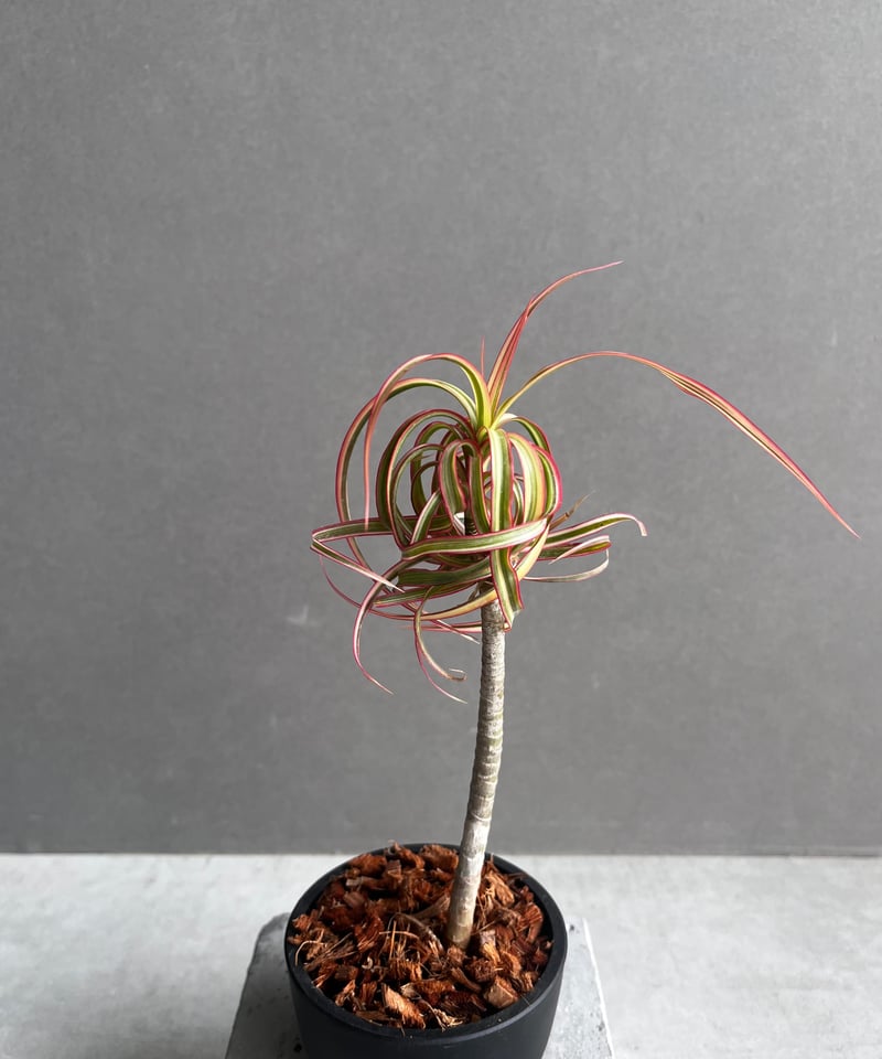 ドラセナ キュンティ 「Dracaena concinne Kuhnty 」35A | SHO
