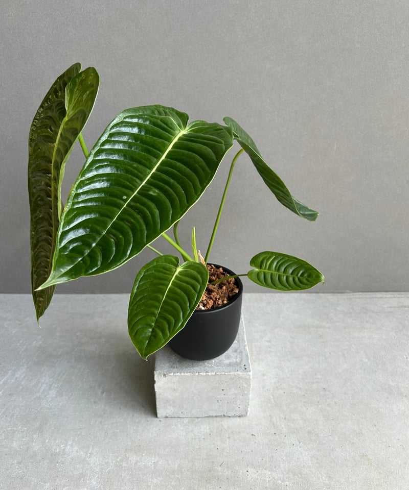 【ラスト１株】アンスリウム　ベイチー アンスリウム ベイチー 「Anthurium veitchii」29I | SHOUCHIKUEN