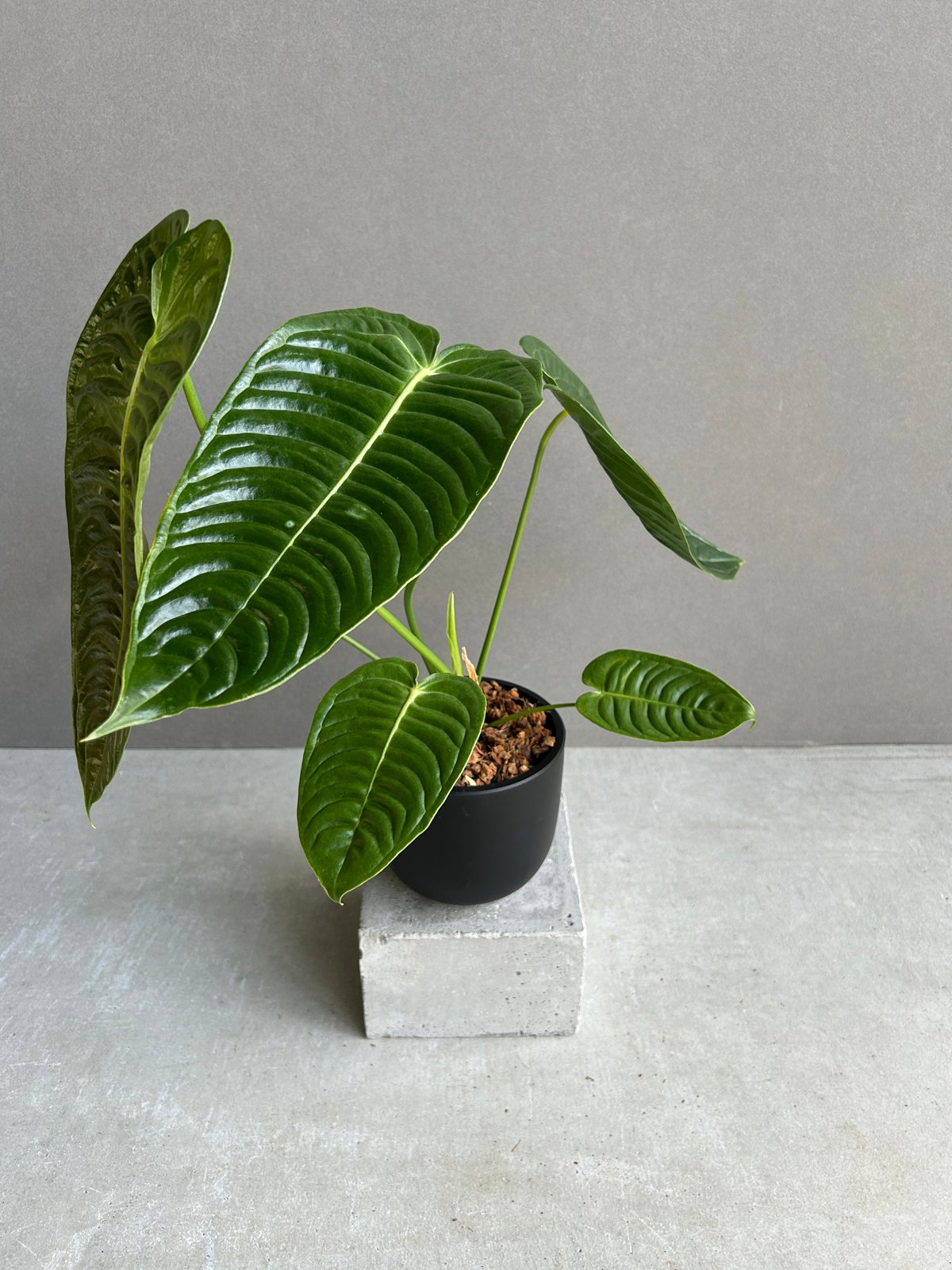 アンスリウム ベイチー 「Anthurium veitchii」29I | SHOUCHIKUEN