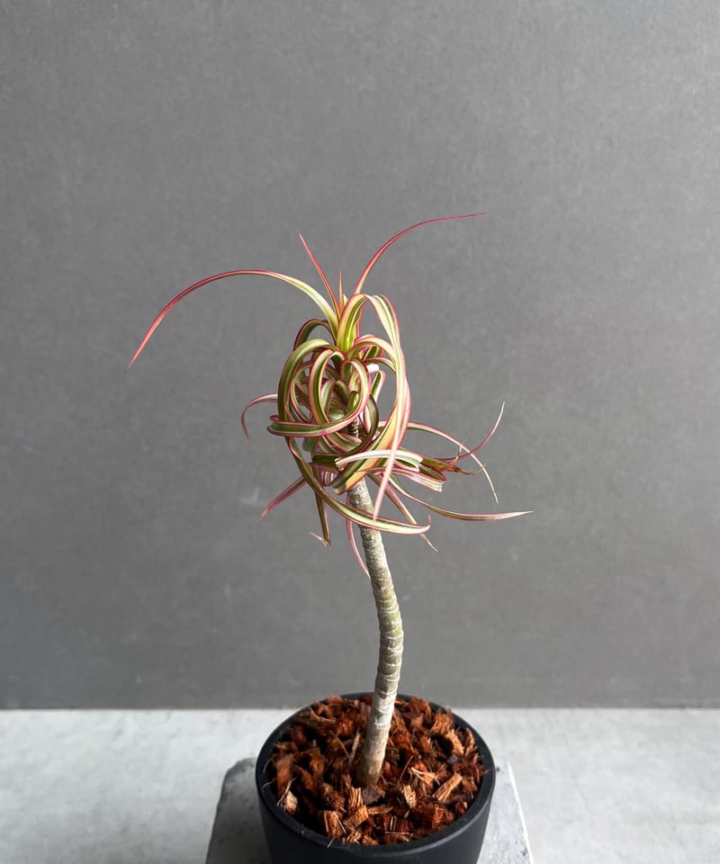 ドラセナ キュンティ 「Dracaena concinne Kuhnty 」35A | SHO