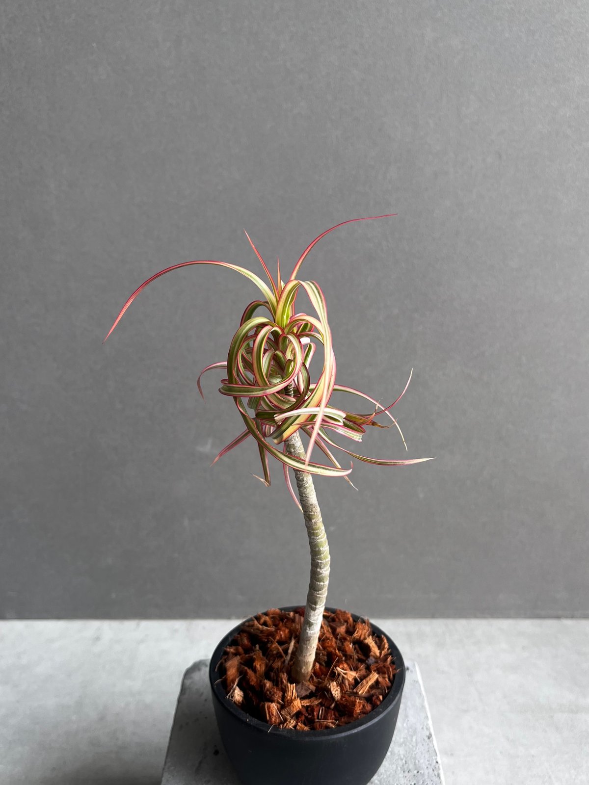 ドラセナ キュンティ 「Dracaena concinne Kuhnty 」35A | SHO