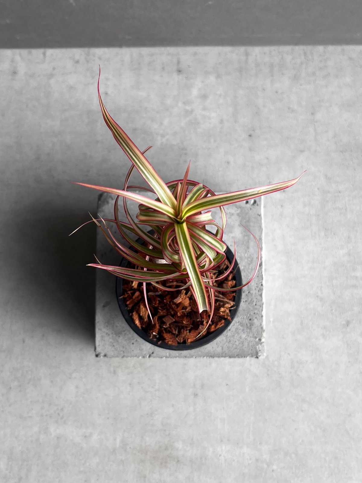 ドラセナ・キュンティー（Dracaena kuntii） ドラセナ キュンティ 「Dracaena concinne Kuhnty 」35A | SHO