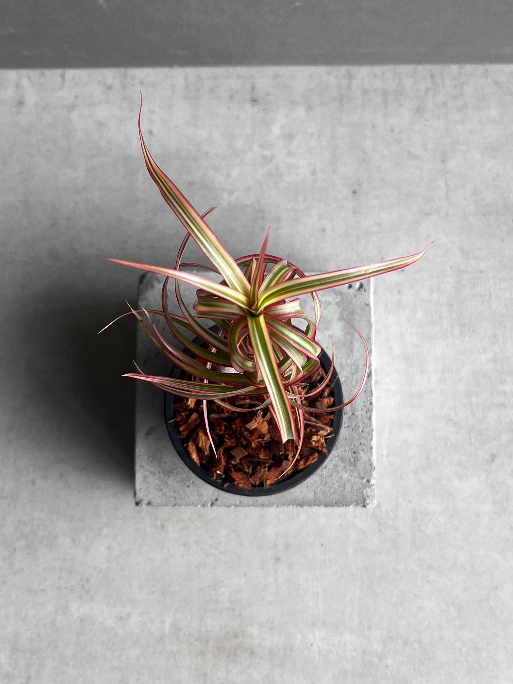 ドラセナ キュンティ 「Dracaena concinne Kuhnty 」35A | SHO