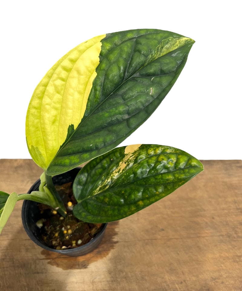 モンステラ カルステニアナム (ペルー) 斑入 「Monstera Karstenianum