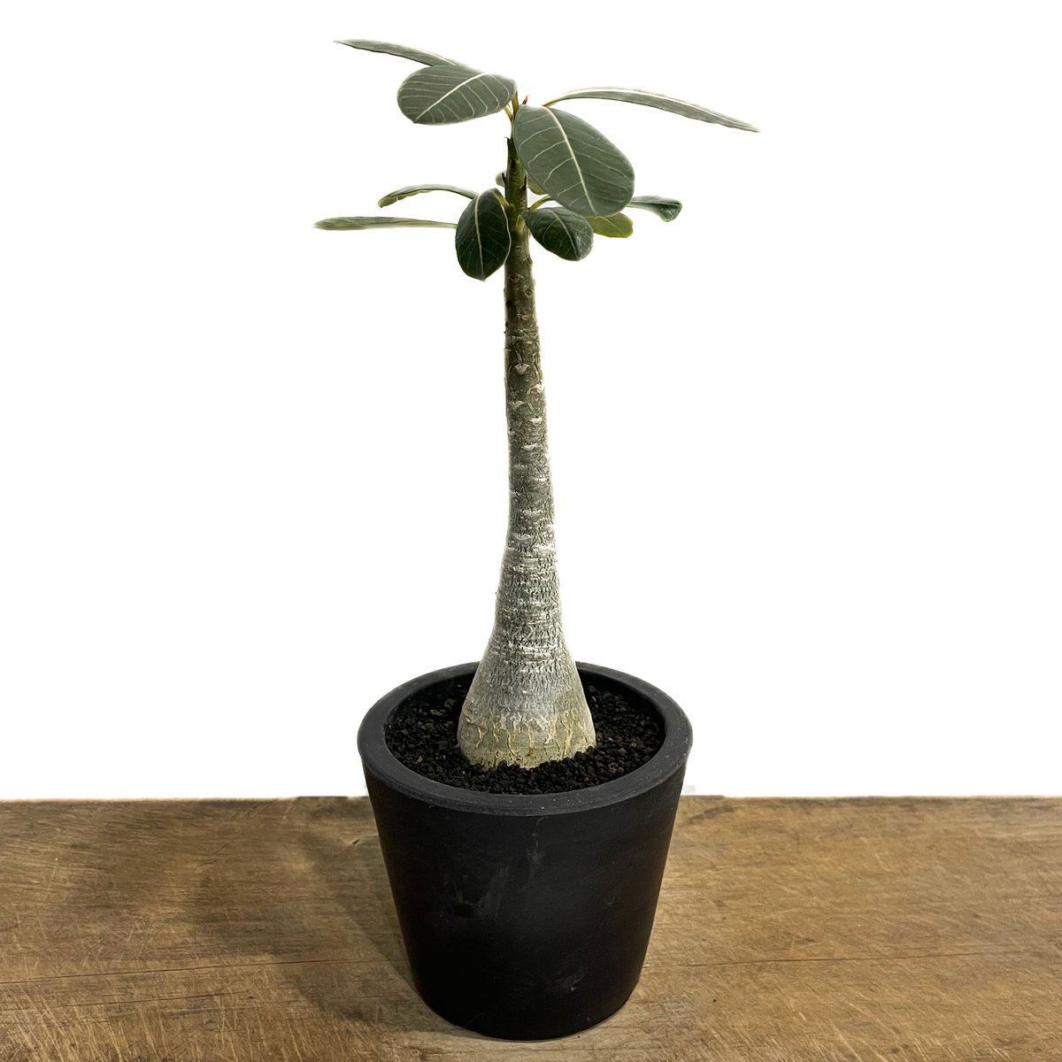 【在庫一掃】 ソコトラナム アデニウム 「Adenium SHOU | 」73G-1 socotranum 塊根植物・コーデックス