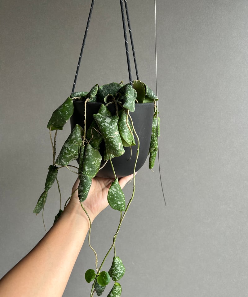 ホヤ インブリカータ + ハンギング ポット「 Hoya imbricata」 15G | S