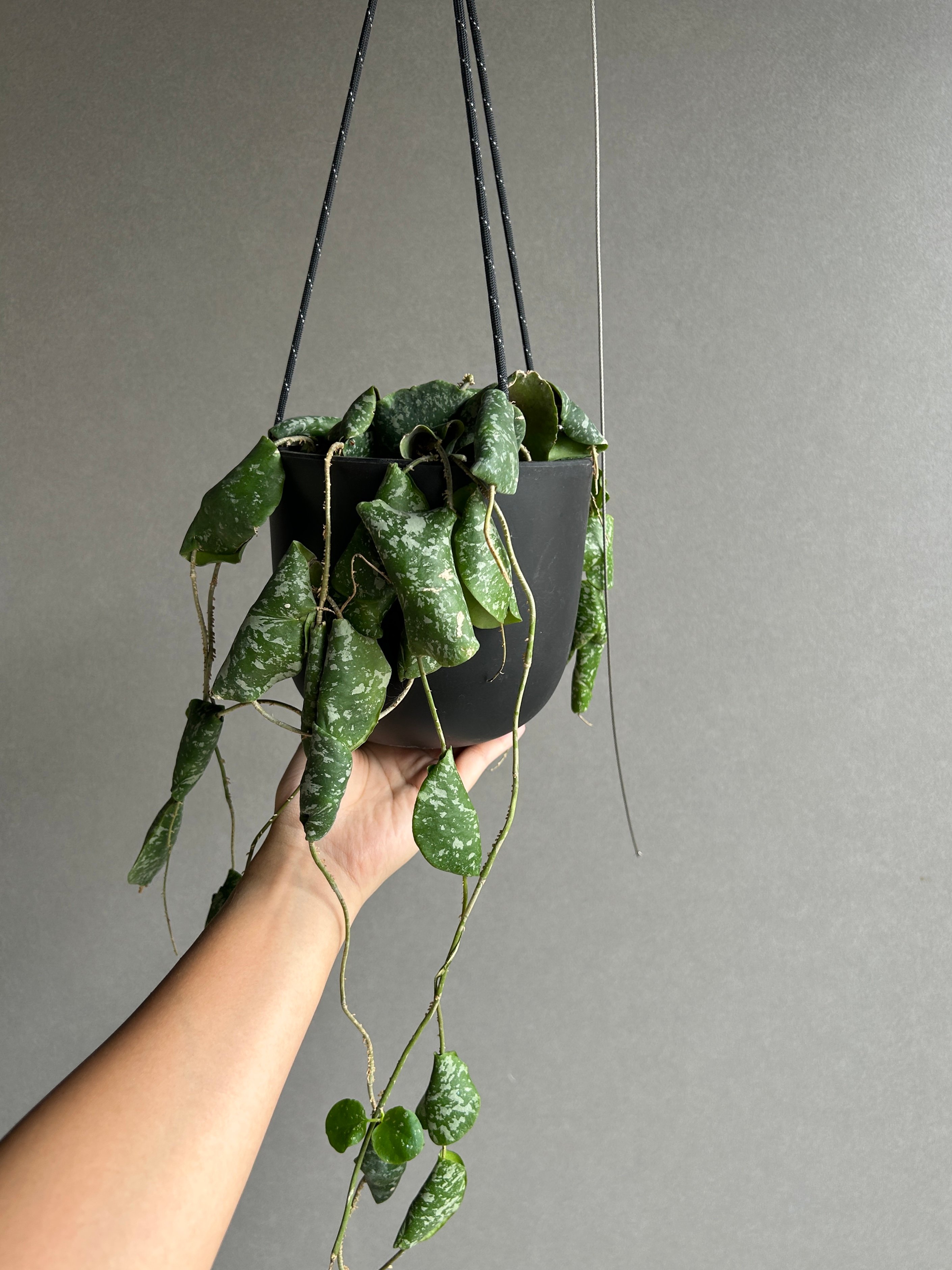 ホヤ インブリカータ + ハンギング ポット「 Hoya imbricata」 15G | S