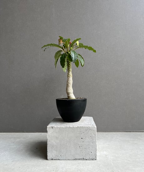 CATEGORY ドルステニア | SHOUCHIKUEN