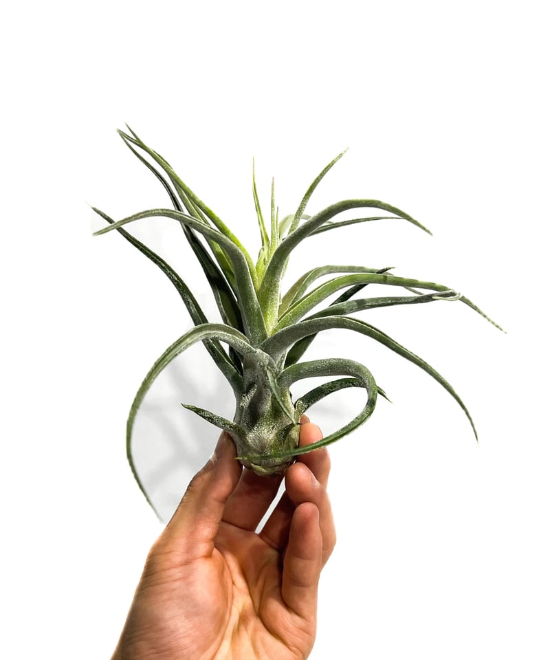 Tillandsia sp. HR1186 ティランジア Tillandsia sp. HR1186 ティランジア Tillandsia – SPECIES NURSERY