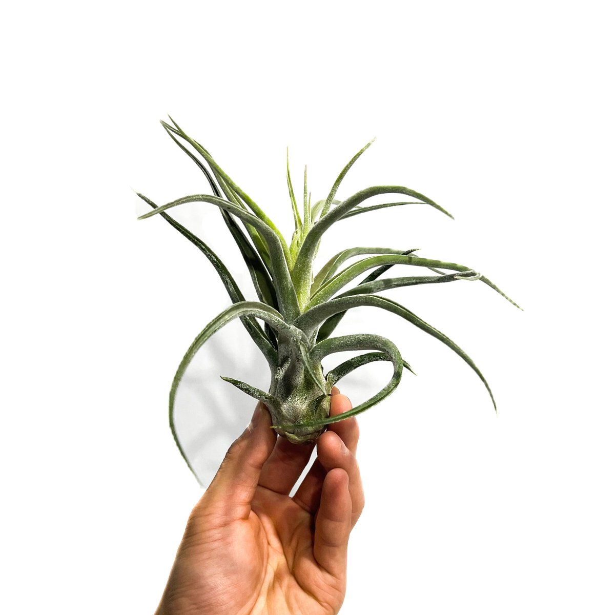 ティランジア シッティング プリティ「Tillandsia Sitting Pretty (streptophylla x  paucifolioides)」2/8-57