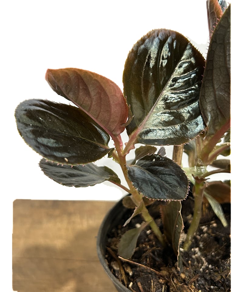 アルディシア sp. (ブラック リーフ)「Ardisia sp (Black Leaf)」6