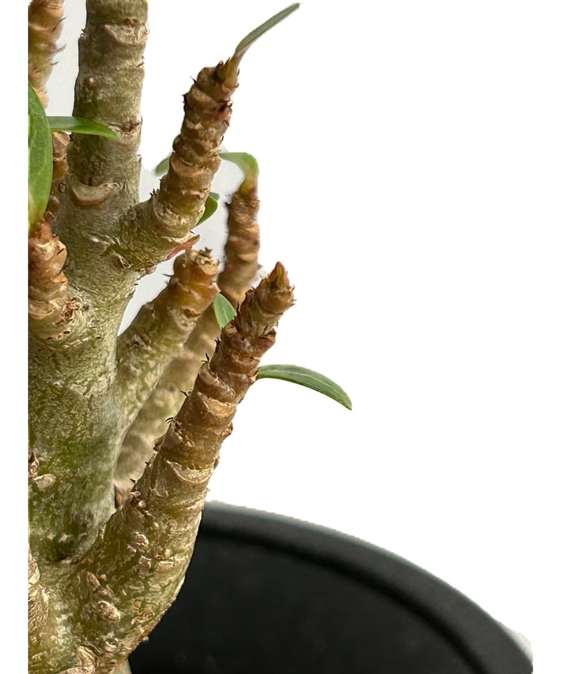 アデニウム‼️ アデニウム スーパードワーフ 「Adenium super dwarf」11/10