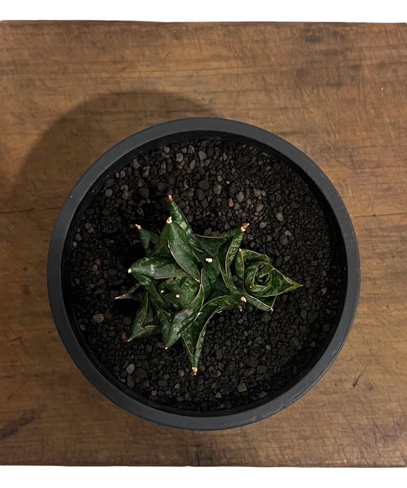 サンセベリア ニラパット 「Sansevieria Nilaphat (by Unyamanee