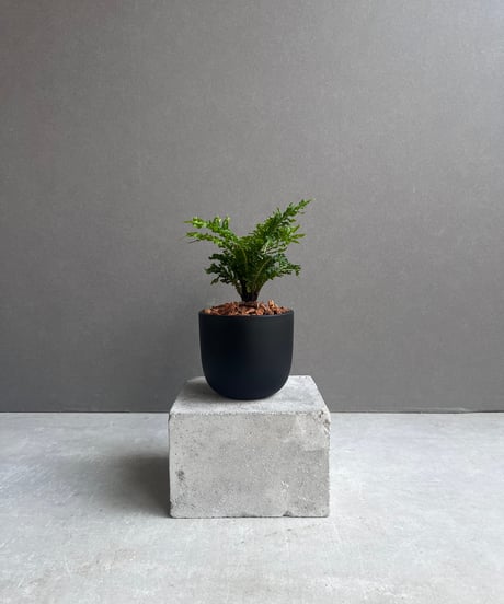 CATEGORY シダ | SHOUCHIKUEN