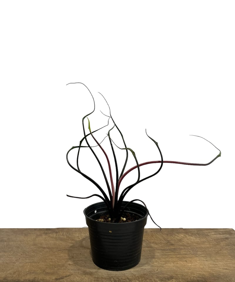 アロカシア プランバエ 'フライングスクイッド' 「Alocasia plumbae