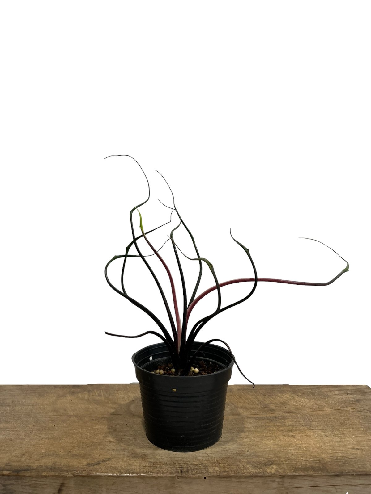 アロカシア フライングスクイード 観葉植物 熱帯植物 Alocasia アロイド アロカシア フライングスクイード 販売中！ #アロカシア #フライング