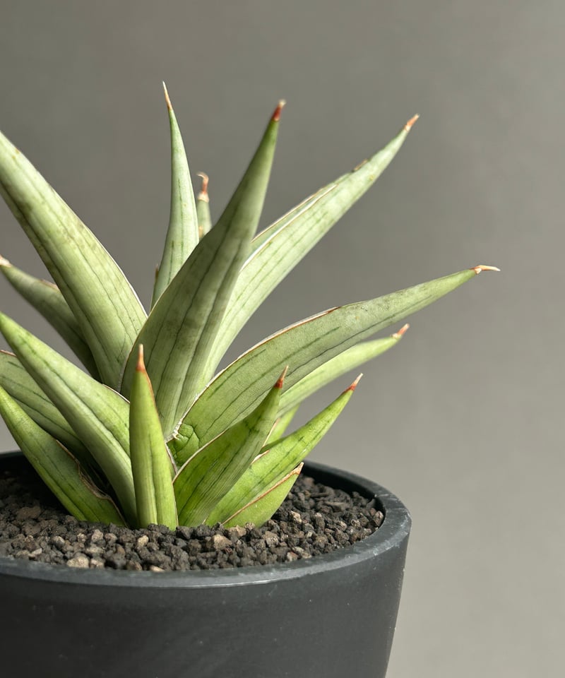 n*i様 サンスベリア gara サンセベリア ガラ sansevieria サンセベリア カラバオ「Sansevieria Carabao」58D-4 | SHOUCHI