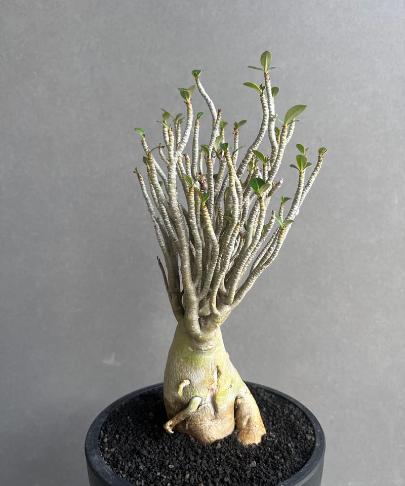 アデニウム　オベスム アデニウム オベスム 2 塊根植物 多肉植物