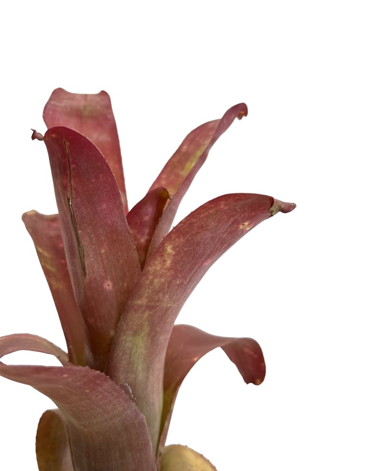 ビルベルギア ハイブリッド「Billbergia hybrid」88D-2 | SHOUCHI ビルベルギア ハイブリッド「Billbergia hybrid」88D-2 | SHOUCHI