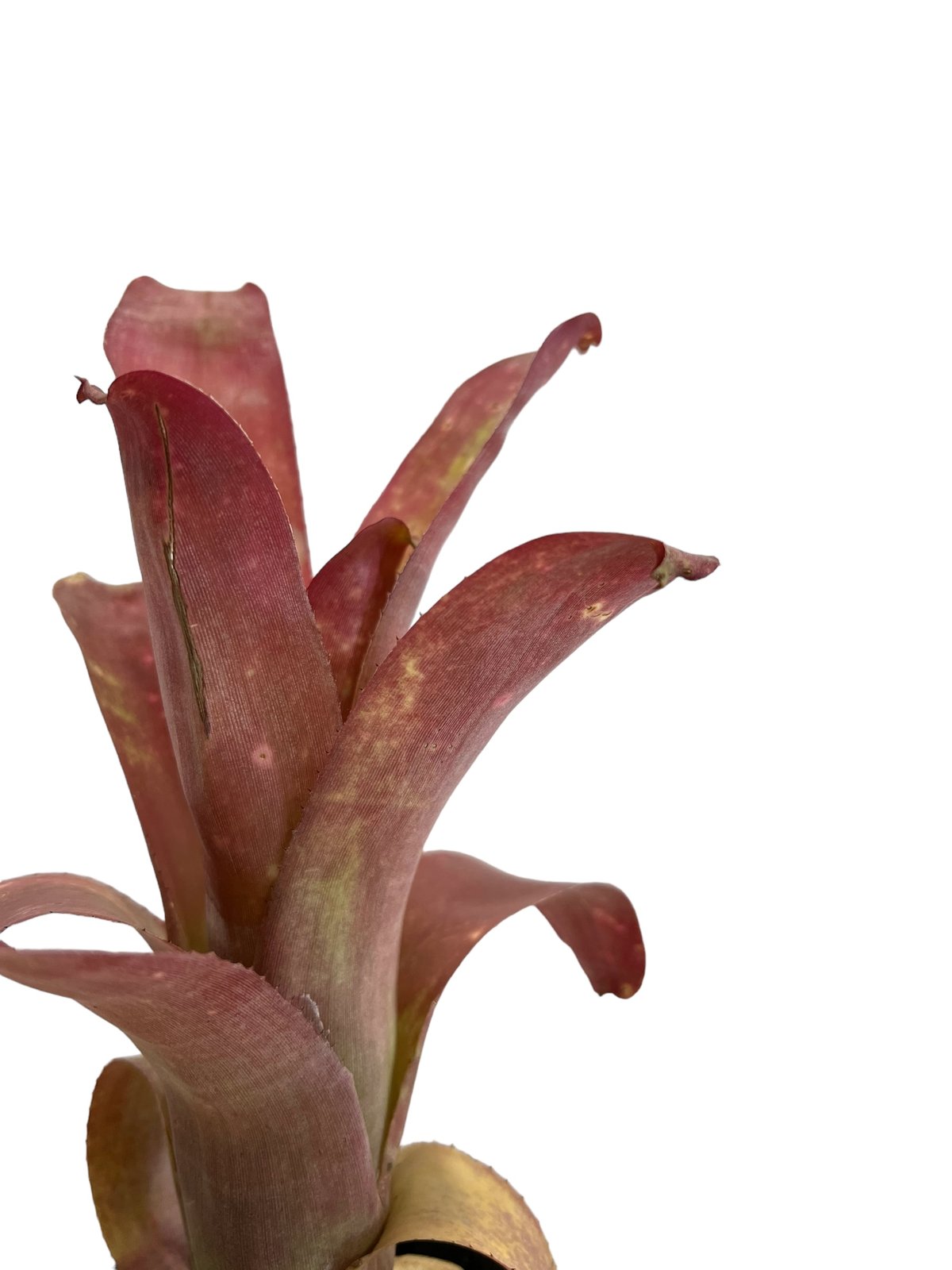 ビルベルギア ハイブリッド「Billbergia hybrid」88D-2 | SHOUCHI