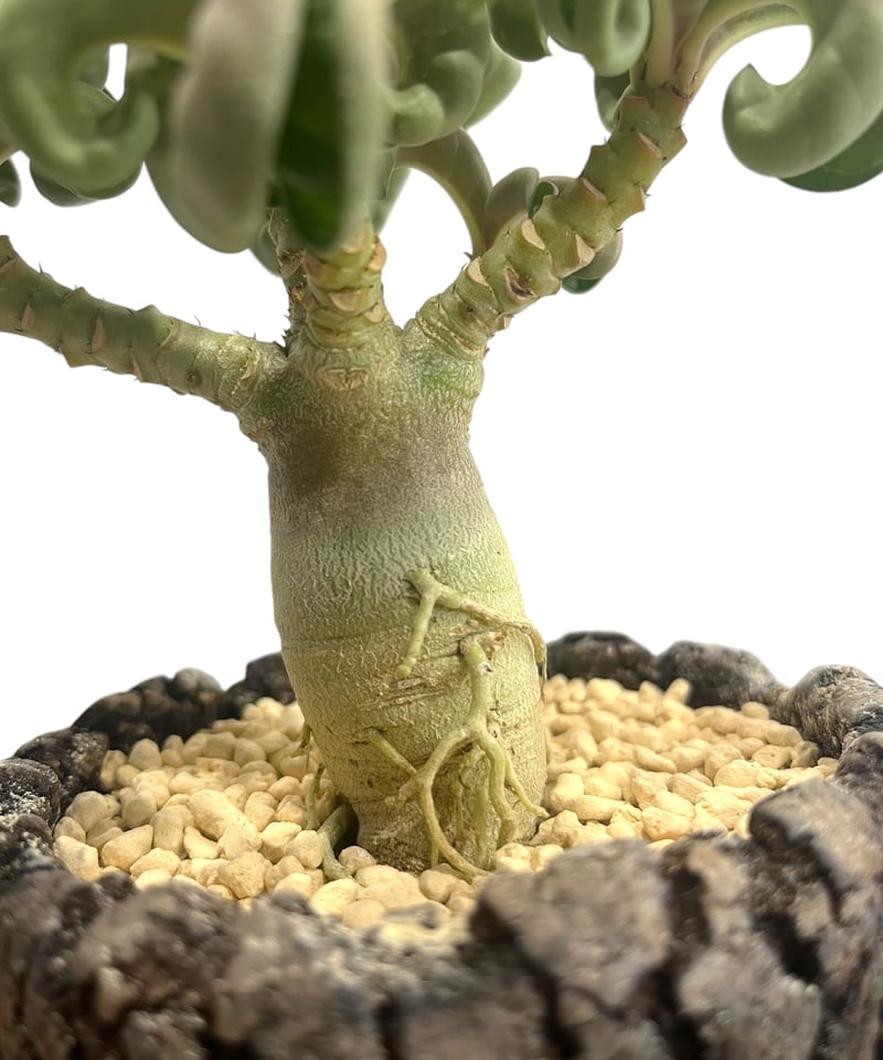 アデニウム メデューサD.H.A (獅子葉) + plantsmonsters pot 「Ad アデニウム メデューサD.H.A (獅子葉) + plantsmonsters pot 「Ad