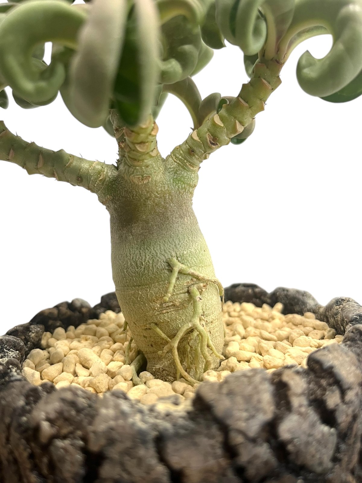 アデニウム メデューサD.H.A (獅子葉) + plantsmonsters pot 「Ad アデニウム メデューサD.H.A (獅子葉) + plantsmonsters pot 「Ad