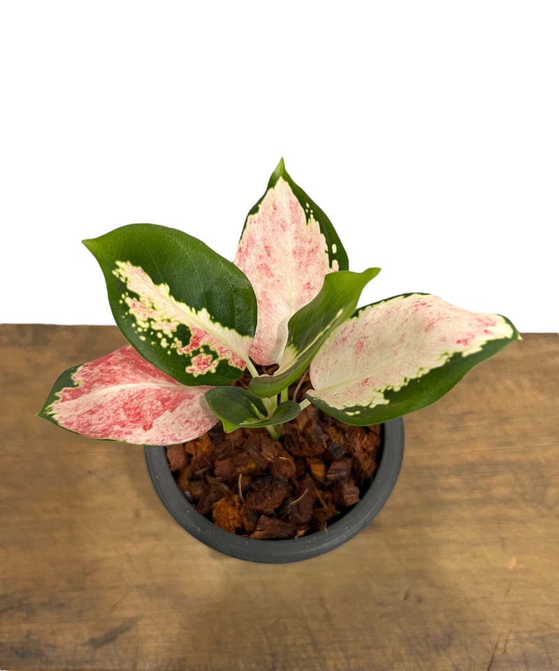 アグラオネマ ネオン “Wagyu” 斑入 「Aglaonema Neon “Wagyu” V