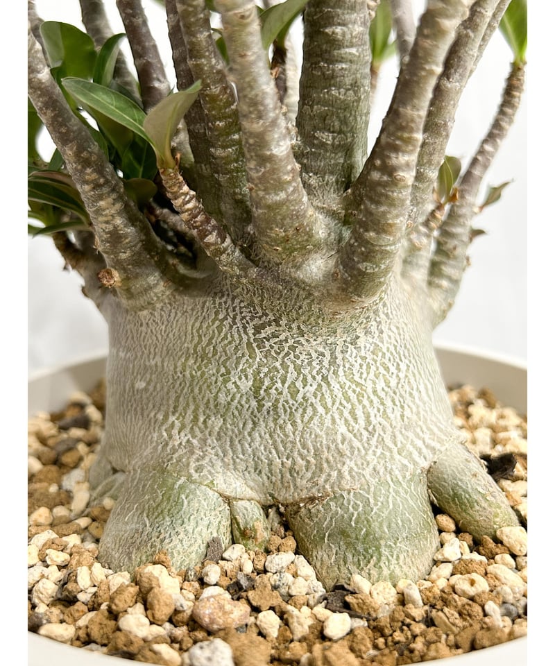 アデニウム アラビカム ドワーフ タイプ「Adenium arabicum