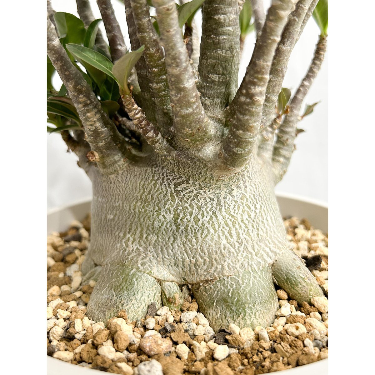 アデニウム アラビカム ドワーフ タイプ「Adenium arabicum dwarf ty