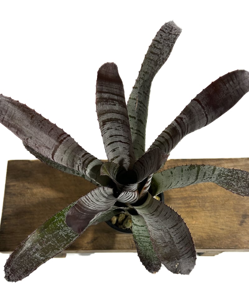 エクメア チャンティニー ブラック アイス 「Aechmea chantinii エクメア チャンティニー ブラック アイス 「Aechmea chantinii
