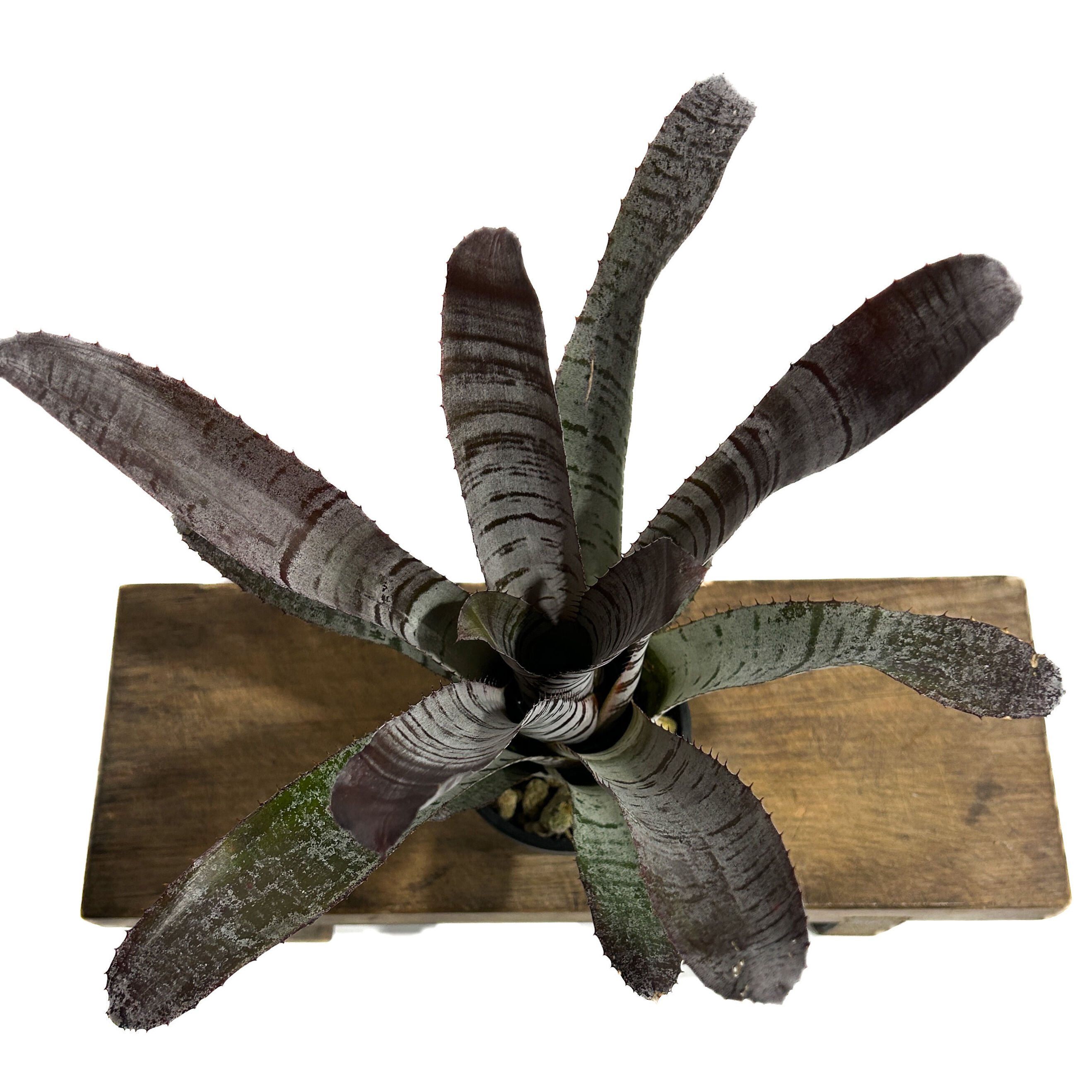 エクメア チャンティニー ブラック アイス 「Aechmea chantinii Black