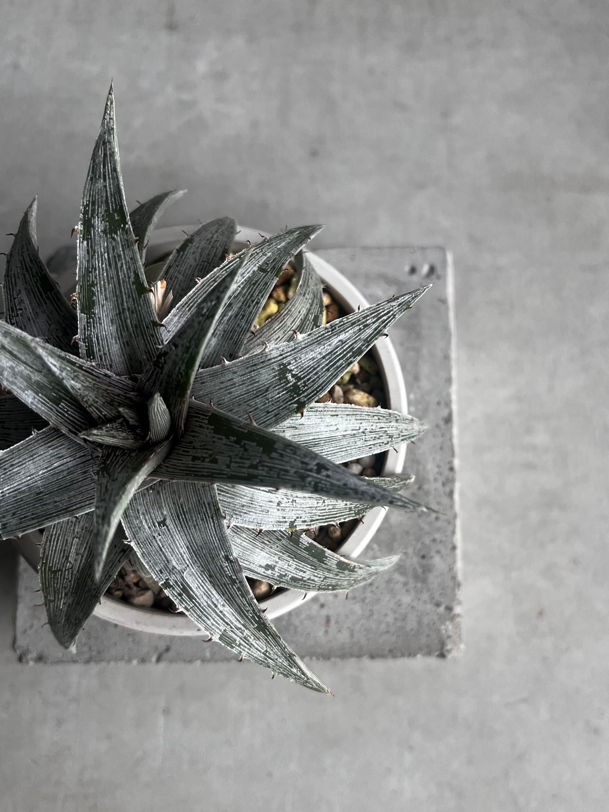 ディッキア マセドイ ホワイト クローン 「Dyckia macedoi white clon